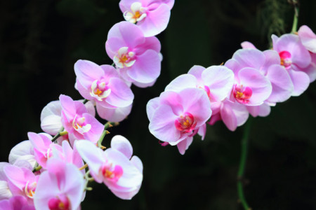 flores-de-orquidea-rosa-frescas46187-505