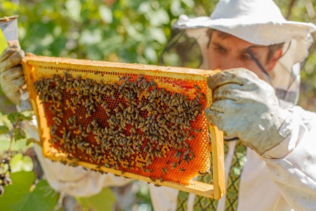 apicultura-10