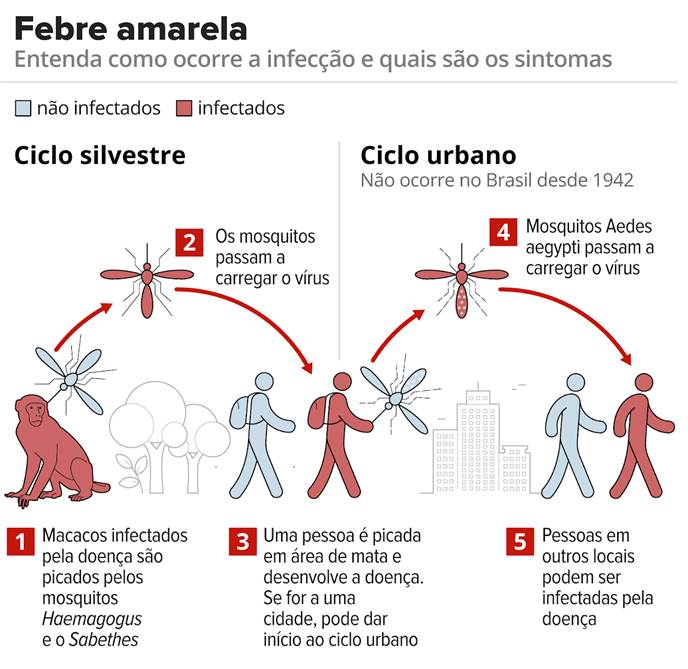 virus-febre-amarela-mosquito-01.jpg