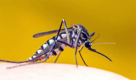 virus-febre-amarela-mosquito-03.jpg