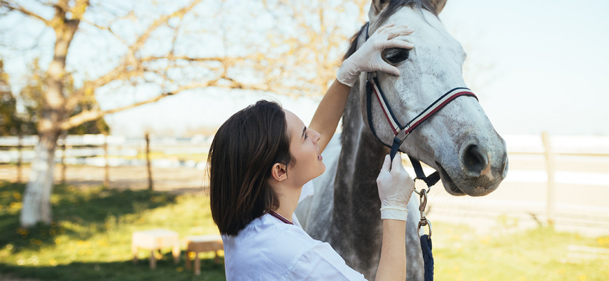 medicina-veterinaria