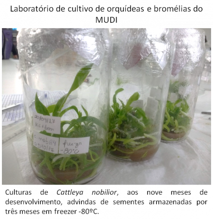 laborat-de-cultivo-orquideas-e-bromelias-do-mudi