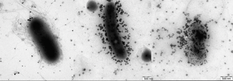 efeito-antibacteriano-das-nanoparticulas-de-prata-768x269